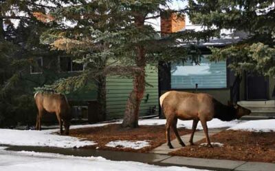 Ciao Calgary – wir cruisen nach Canmore