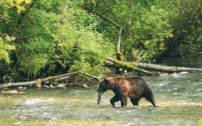Kinaskan Lake – Stewart – Prince Rupert