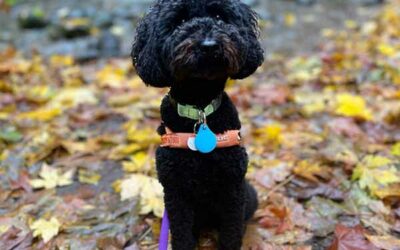 Housesit Nr. 3 in North Vancouver